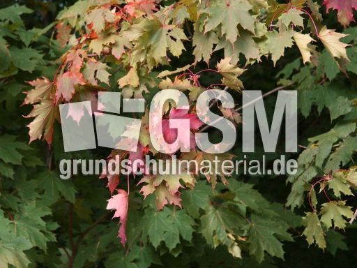 B-Herbststimmung 038.jpg